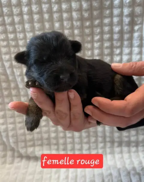 Berger Allemand  Chiot 4 Du Clos De La Chanson