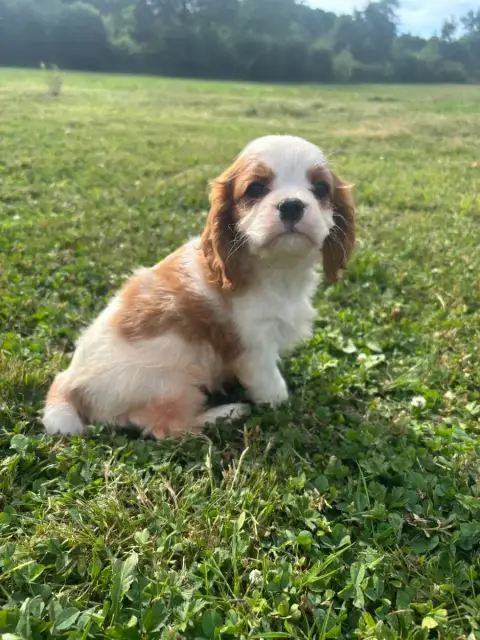 Cavalier King Charles Spaniel  B..... photo 2