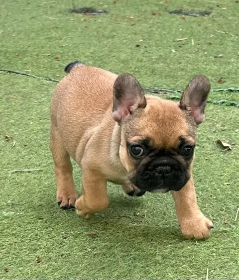 Bouledogue Français  Bb Jolie Du Roi De La Redingote f5884