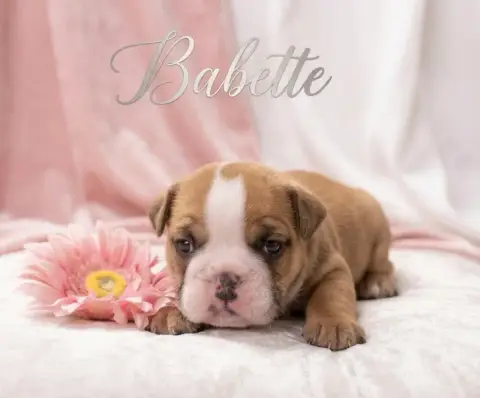 Bulldog Anglais  Babette Of Bulldog For Ever photo 3
