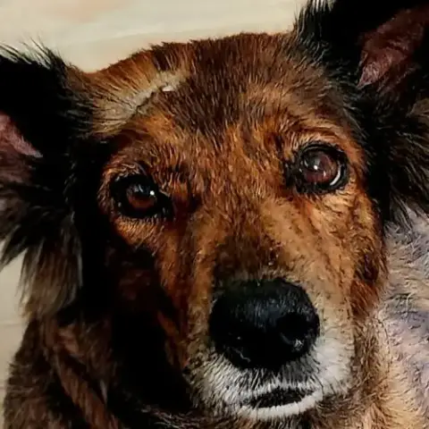 Zelda La Câline