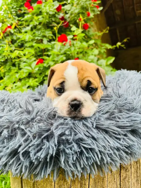 Bulldog Continental  Chiot 1 De La Truffe D’Acier