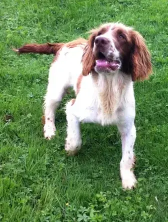 English Springer Spaniel  B.................... Des E cf0af