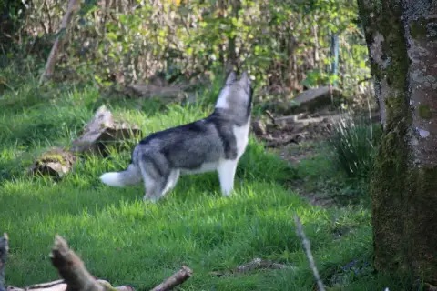 Siberian Husky  M1 Collier Bleu Des Legendes Du Trisk 80804 photo 2