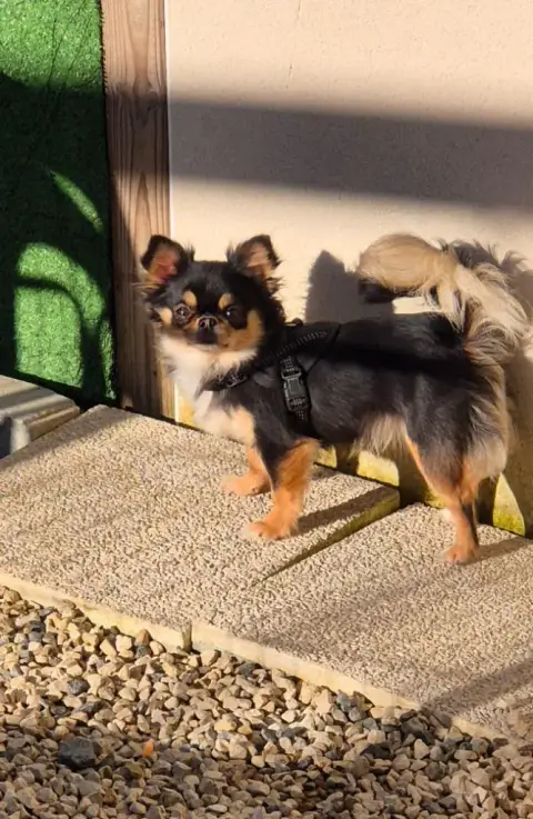 Chihuahua  Chiot N°2 Du Royaume Des Bouviers photo 2