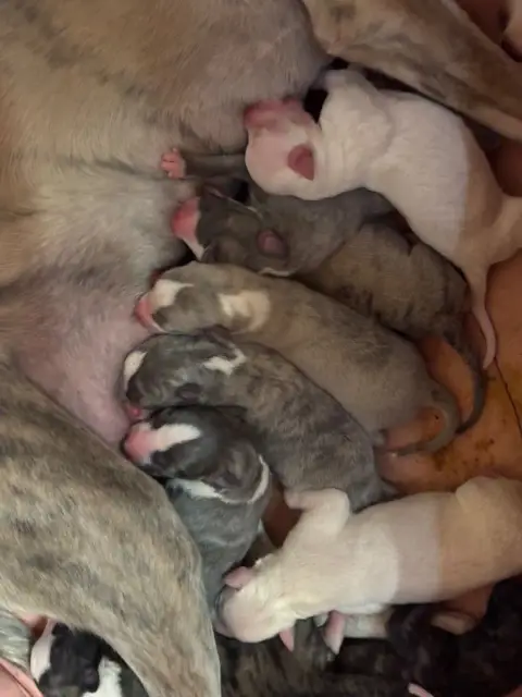 Whippet  Bouba Blue Du Cèdre Enchanté photo 2