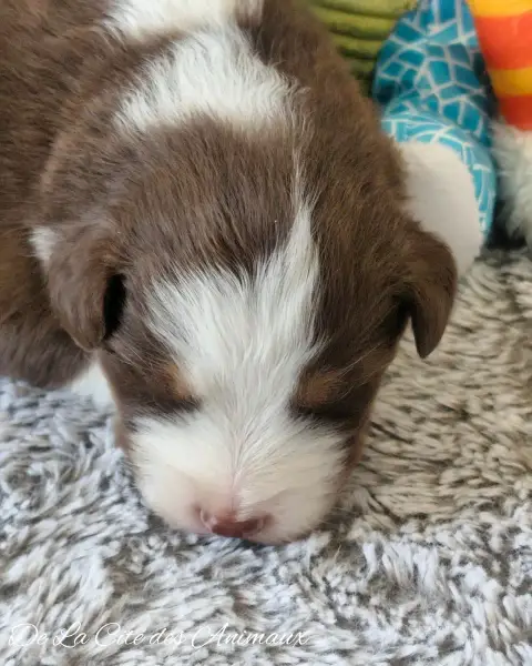 Berger Australien  Chiot 8 De La Cité Des Animaux