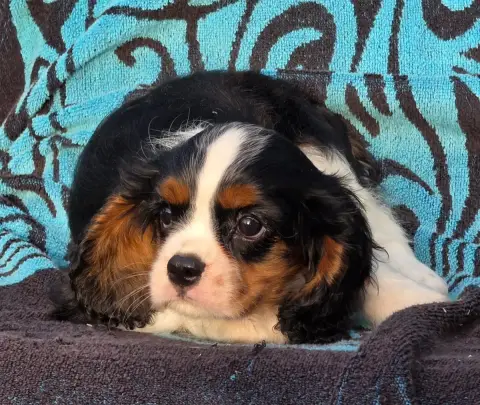 Cavalier King Charles Spaniel  Betty De La Colline Au c70d4 photo 2