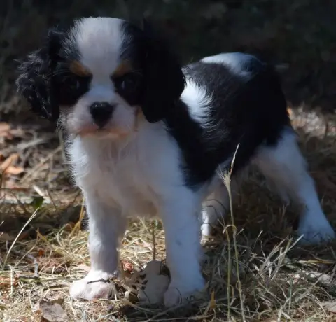 Cavalier King Charles Spaniel  Buck photo 3