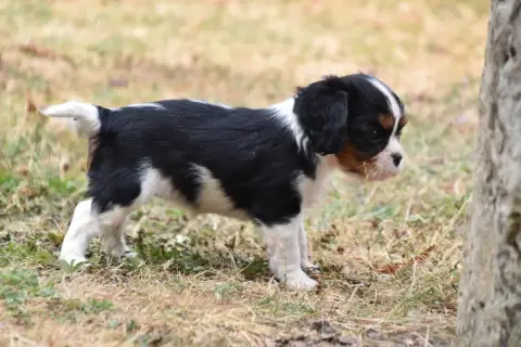 Cavalier King Charles Spaniel 
                       efae2 photo 2