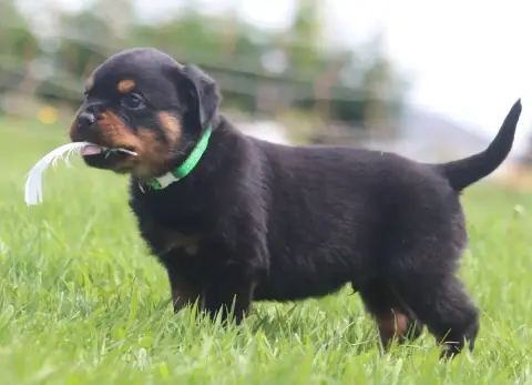Rottweiler photo 2