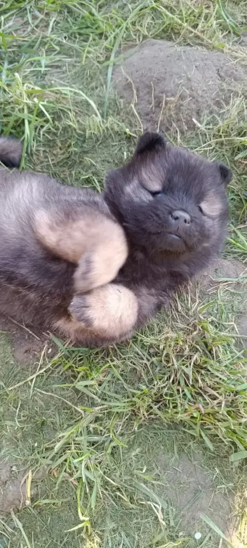 Eurasier  Mister Kaki La Meute De Nymeria