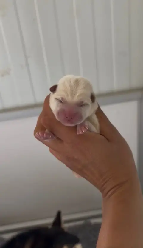 Shiba  Chiot 3 Du Bois De Compiègne
