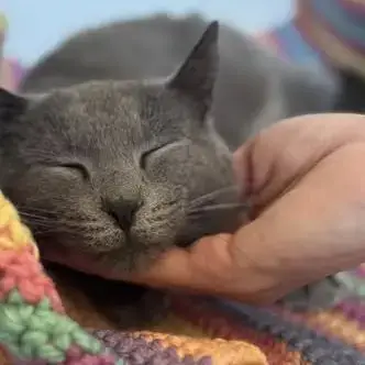 Chat Oria À L Adoption