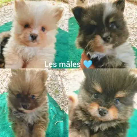 Chiots Spitz Nain M&F