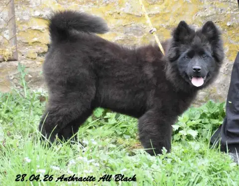 Eurasier  Anthracite All Black Des Crinières De Feu eb040 photo 3