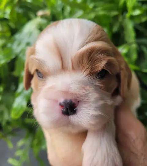 Cavalier King Charles Spaniel  Chiot N°2 Du Domaine D 17fac