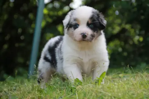 Berger Australien  Chiot N°3 Du Rêve Des Joyaux