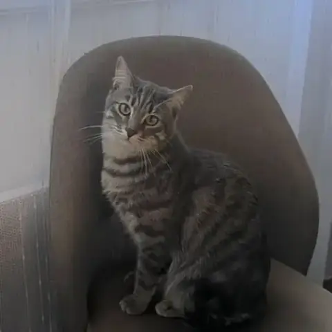 Chat Nemir À L Adoption