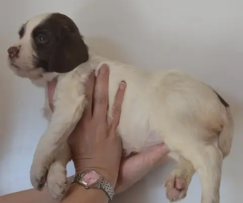 English Springer Spaniel 
                        Chi 470eb photo 3