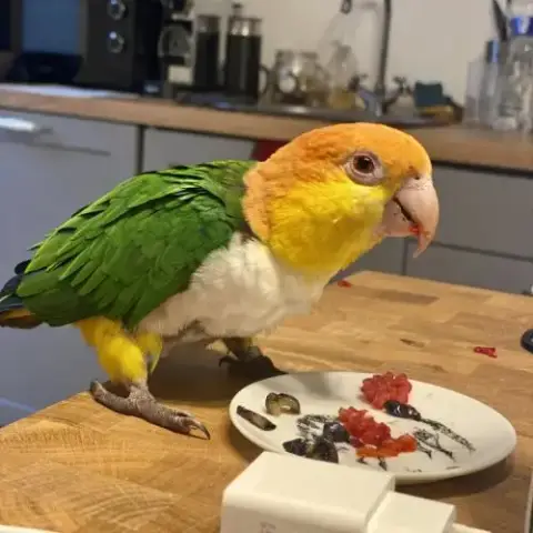 Caique Male