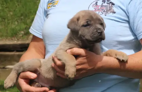 Cane Corso  Chiot N°1 photo 3