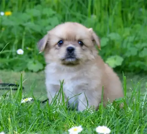 Epagneul Tibetain  Chiot N°1 De Dame Nature photo 2