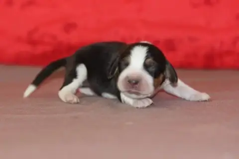 Beagle photo 2