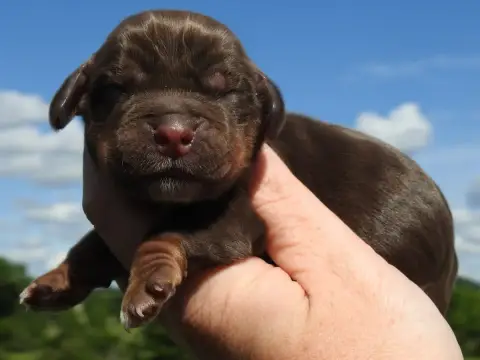 Cocker Spaniel Anglais