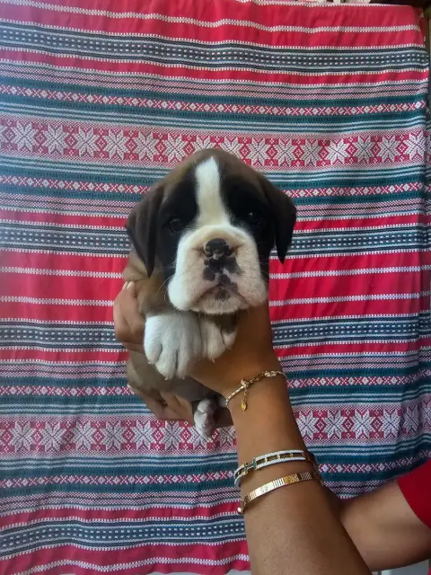 Boxer  Chiot N°1 Du Soleil De L'Aurion
