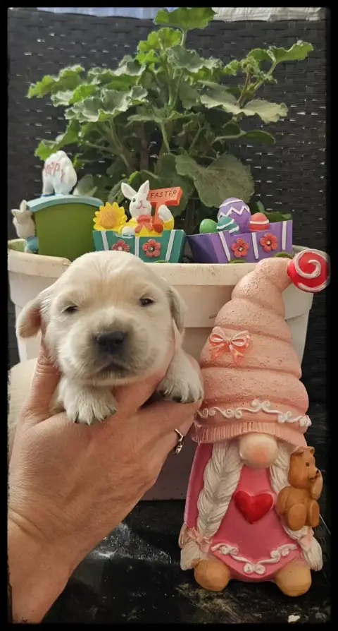 Golden Retriever  Chiot N°4 Du Diamant Des Neiges