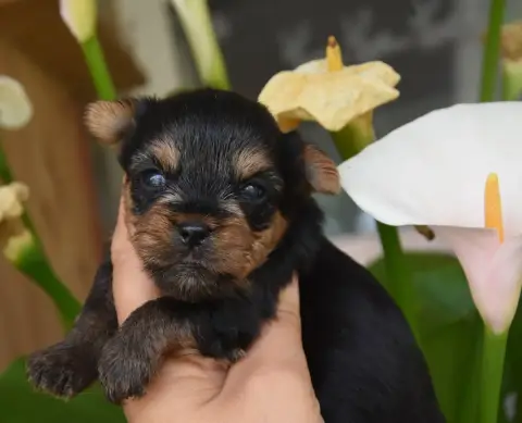 Yorkshire Terrier  Bahia De La Plaine Du Jaelma photo 2