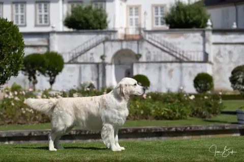 Golden Retriever  Chiot 4 Du Saphir Blanc photo 3