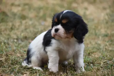 Cavalier King Charles Spaniel 
                       cec25