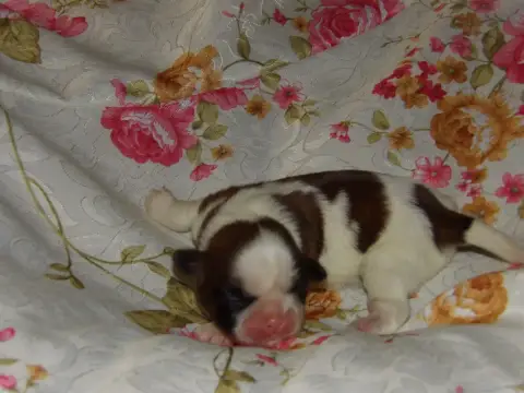 Shih Tzu  Chiot N°6 Du Paradis D'Indiana