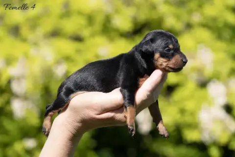 Pinscher Nain photo 2