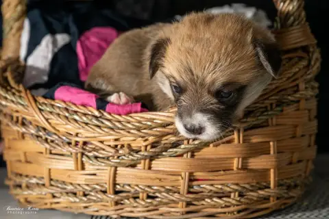 Welsh Corgi Pembroke  Chiot N°8 Du Mas De Canteperdri dca58