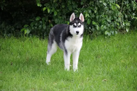 Siberian Husky  Chiot N°3 Des Legendes Du Triskel