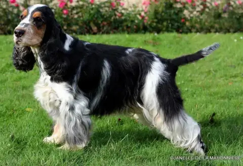 Cocker Spaniel Anglais  Chiot N°3 Du Clos Renaud photo 3