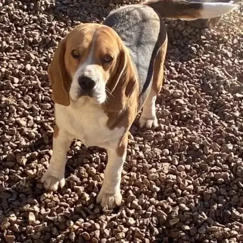 Beagle  Chiot 4 Collier Noir Corsicahusky photo 3