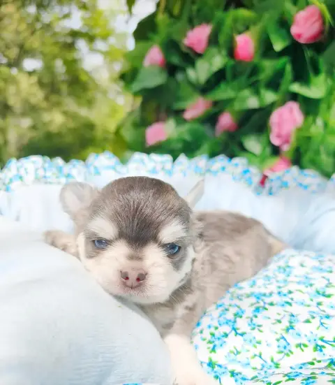 Chihuahua  Chiot N°1 Lou Crozia photo 2