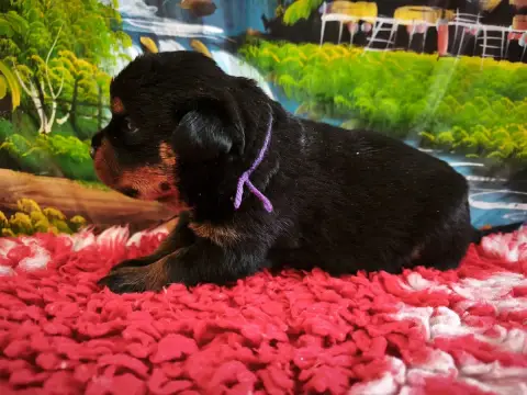 Rottweiler photo 2