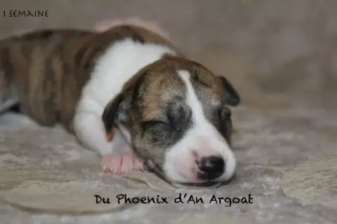 Whippet  Bella Du Phoenix D'An Argoat photo 3