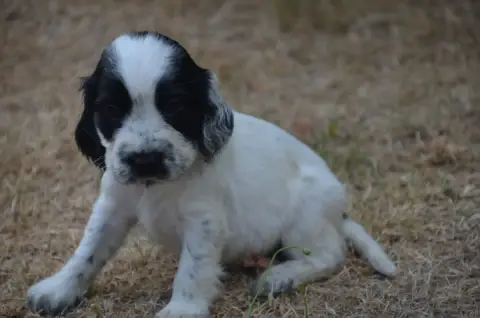 Cocker Spaniel Anglais  Chiot N°6 De La Foret Des Rev ea631 photo 2