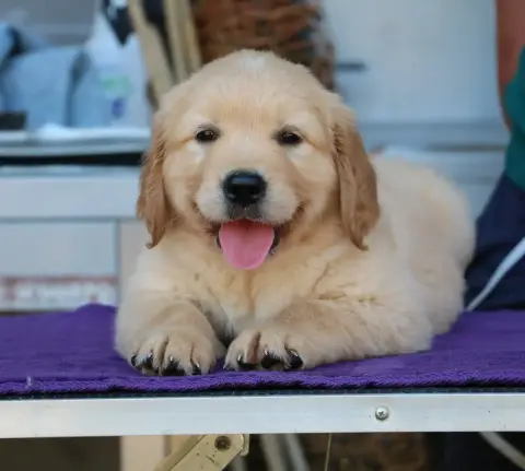 Golden Retriever  Chiot N°4 Orange De Windy'Stia