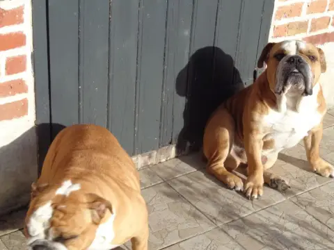 Bulldog Anglais  Chiot 2 Des Minis Trésors De Julia b8dbc photo 3