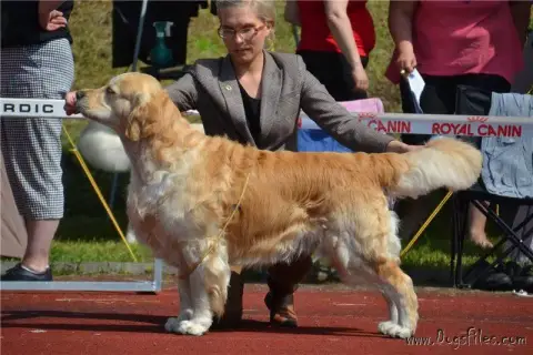 Golden Retriever  Mr Blanc De La Tribu De Cochise
