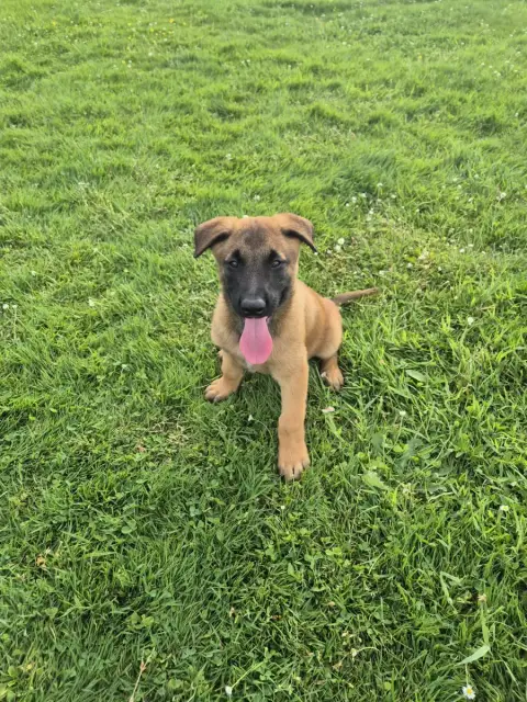 Berger Belge  Chiot N°4 Du Banc Des Hermelles