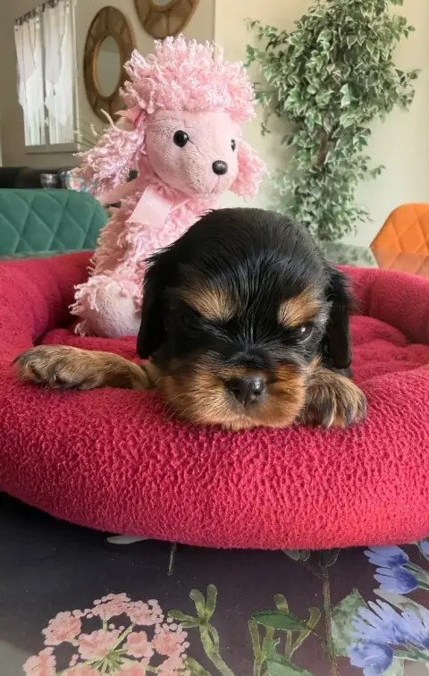 Cavalier King Charles Spaniel  Collier Rouge Du Royau 1c93b