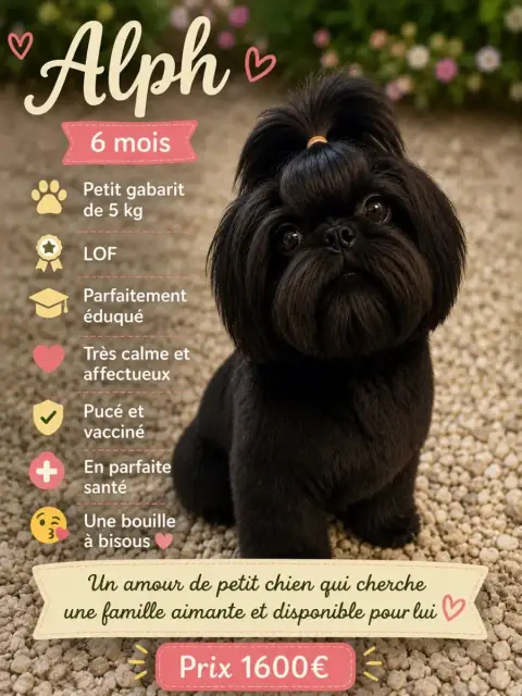 Shih Tzu  Alph